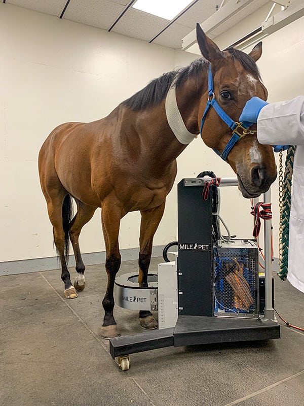 Horse PET scan