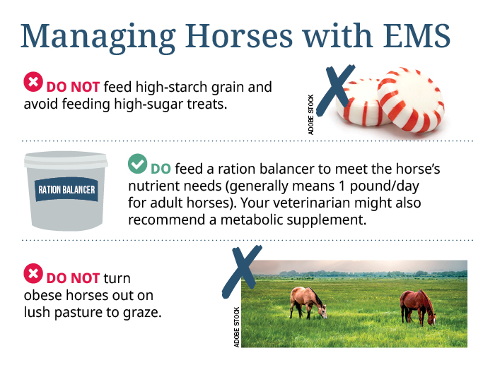 Managing Horses with EMS: Do's and Don'ts