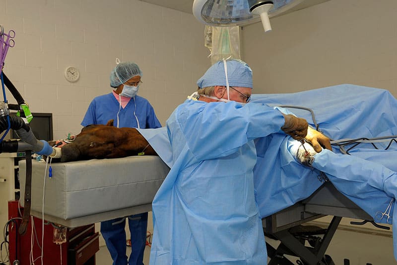 Horse undergoing arthroscopic surgery