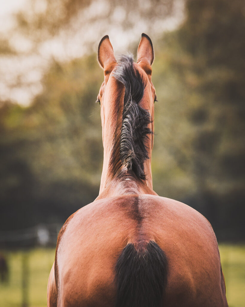 bay horse topline