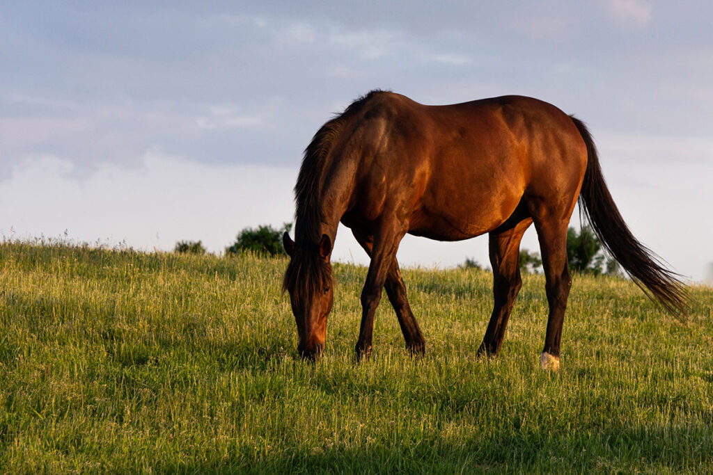 bay broodmare grazing in field