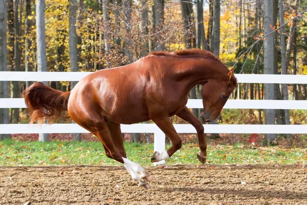 It's All in the Genes: Horse Traits and Heritability