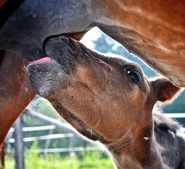 foal nursing