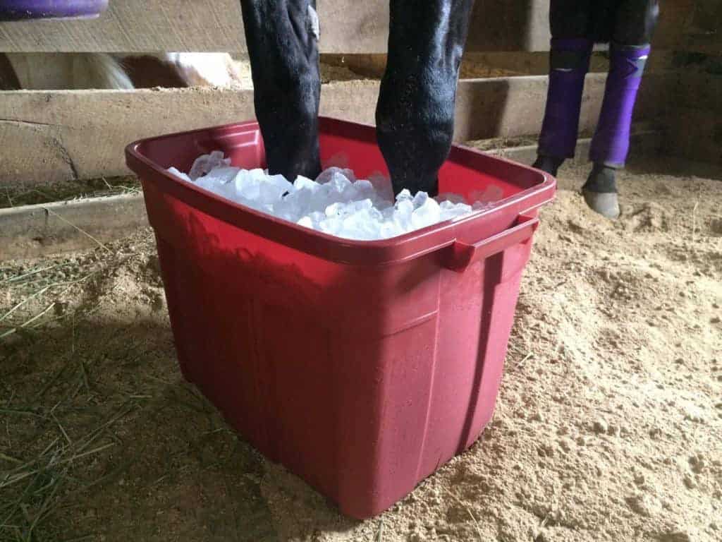 Tips for Managing Acute Laminitis
