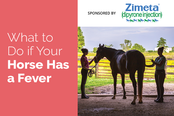 What do Do if Your Horse Has a Fever