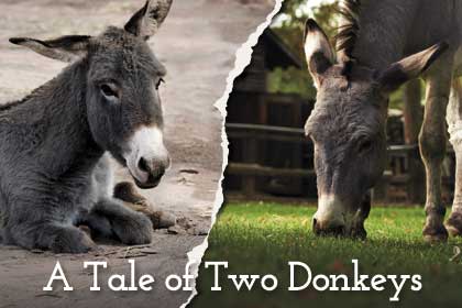 A Tale of Two Donkeys