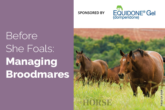 Before she Foals: Managing Broodmares