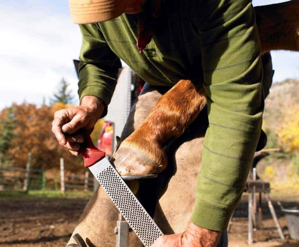 managing horse hoof balance and capsule distortion; Hooves Helping Joints