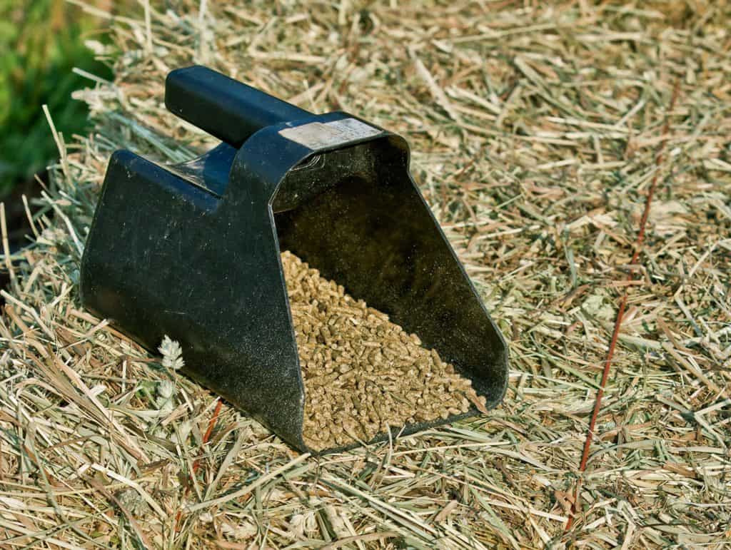 Baled Hay vs. Pellets: What's Best for My Horse?