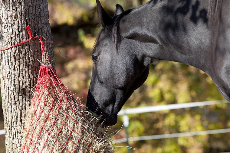 Horse Eating From Haynet