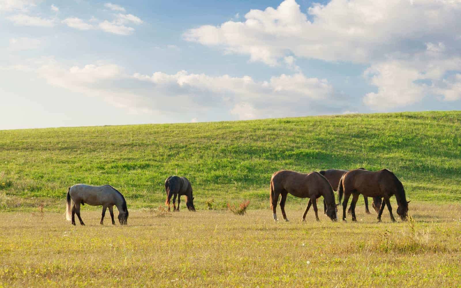 Horses grazing in pasture