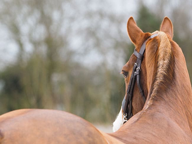 horse topline