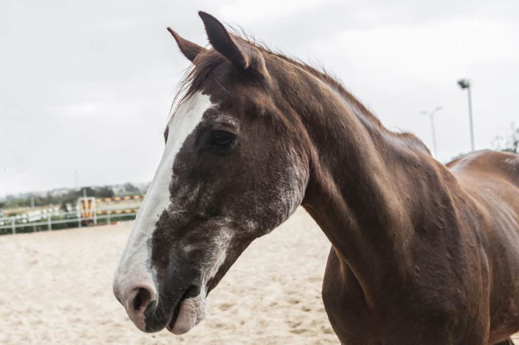 senior horse; old horse; old; senior; keeping senior horses happy
