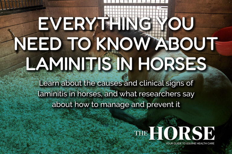 Everything You Need to Know About Laminitis in Horses