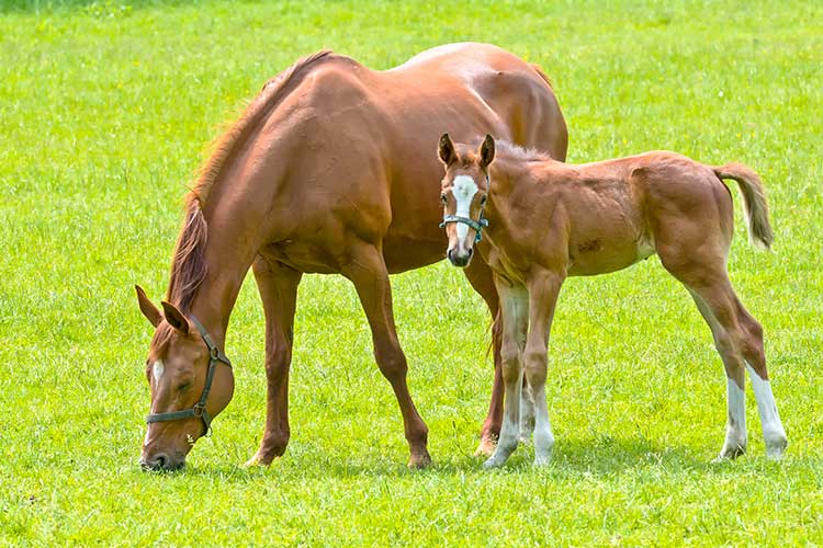 mare and foal grazing