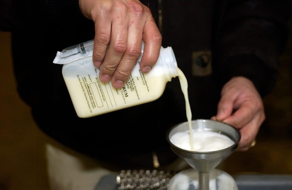 Collecting Colostrum, colostrum, foal care, mare care