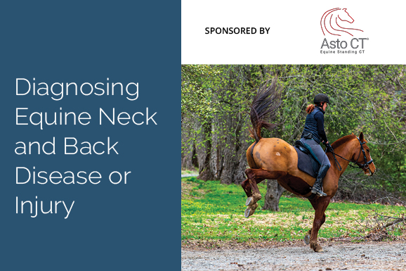 Diagnosing Equine Neck and Back Disease or Injury