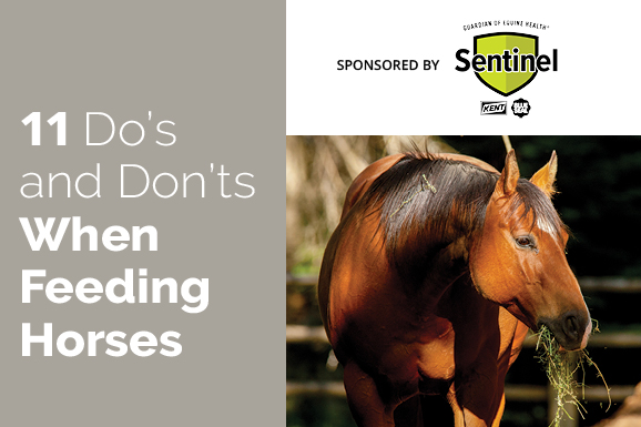 11 Do's and Don'ts When Feeding Horses