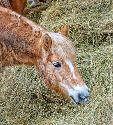 older horse eating hay