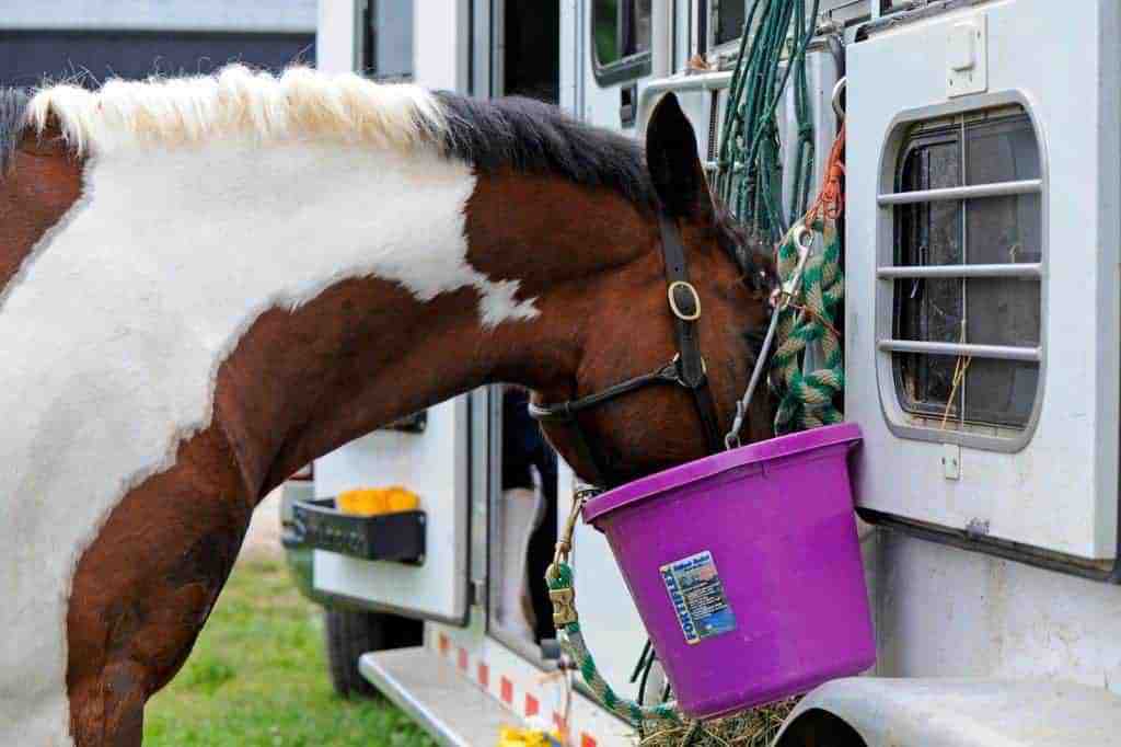 Shipping and Showing Horses, keeping show horses healthy