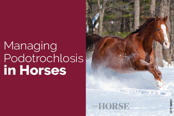 Managing Podotrochlosis in Horses