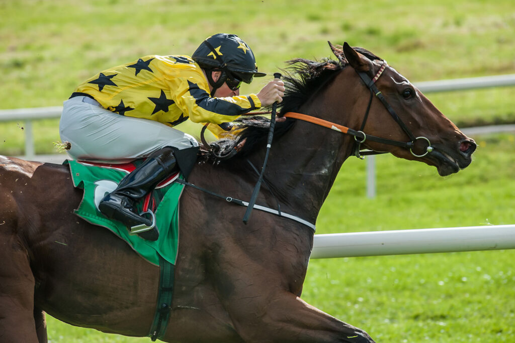 racehorse on turf track