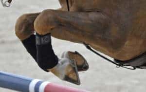 Veterinarians Discuss Stem Cells for Equine Joint Therapy