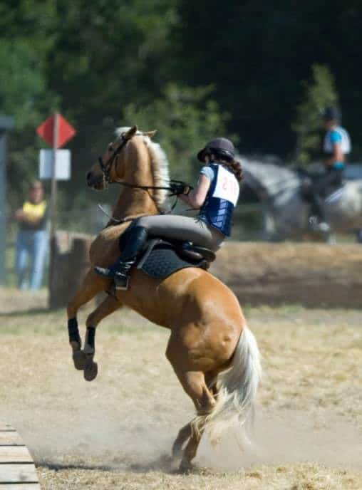 Prevalence of Horse Behavior Problems Under Saddle Evaluated