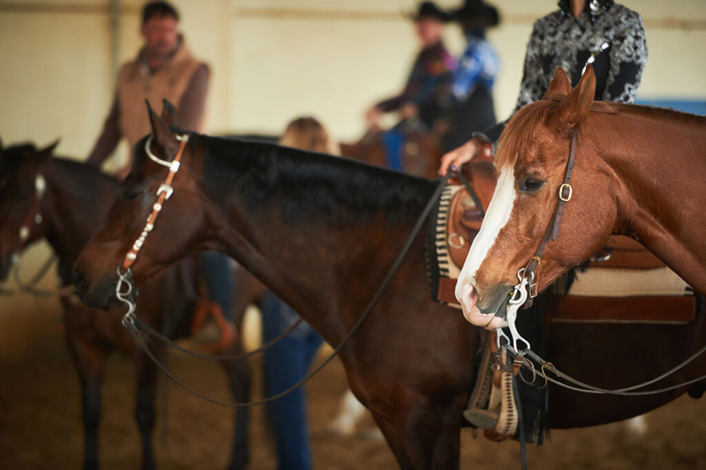 western pleasure show horses at event